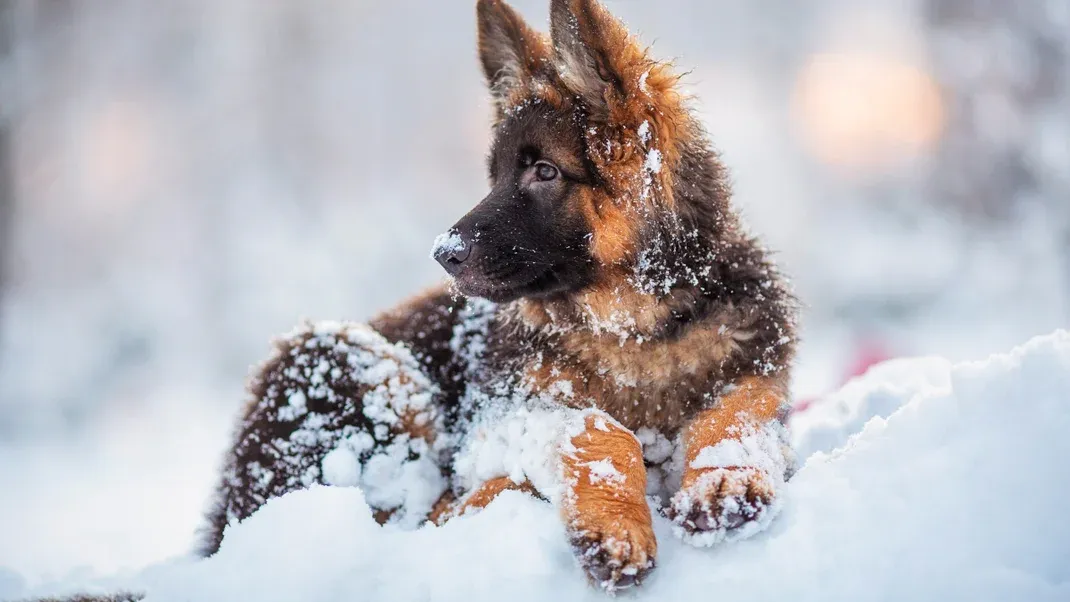 How to Take Your Dog Backcountry Skiing