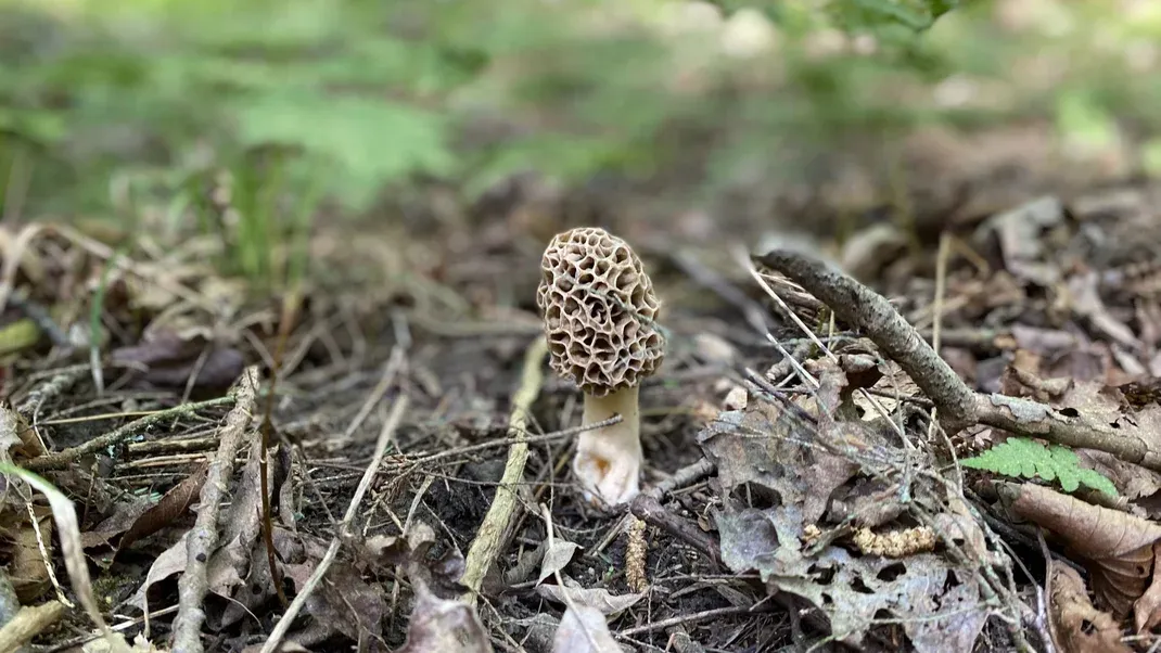 The Adventurous Life of a Professional Mushroom Hunter