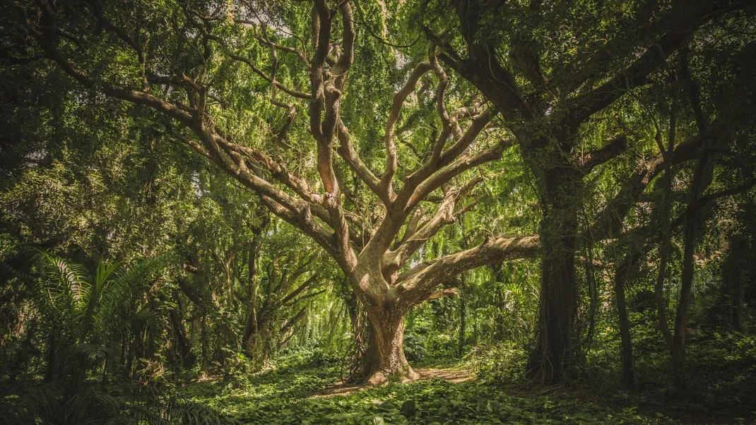 14 Amazing Tree Facts to Impress Your Hiking Partners