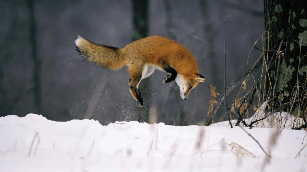 Animal Tracks in Snow: How to Recognize Common Critters’ Prints