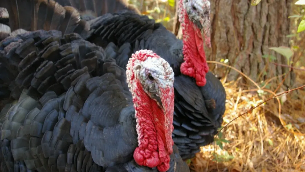 See Wild Turkeys on These 4 Spectacular Hikes