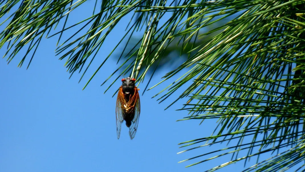 What’s the Buzz About Cicadas? Here’s Where Hikers Can See This Spring’s Insect Horde