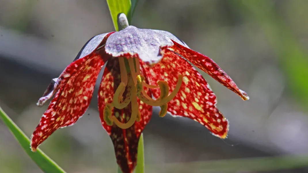 Flower Power: Impress Your Hiking Partners By ID’ing These 10 Common Blooms