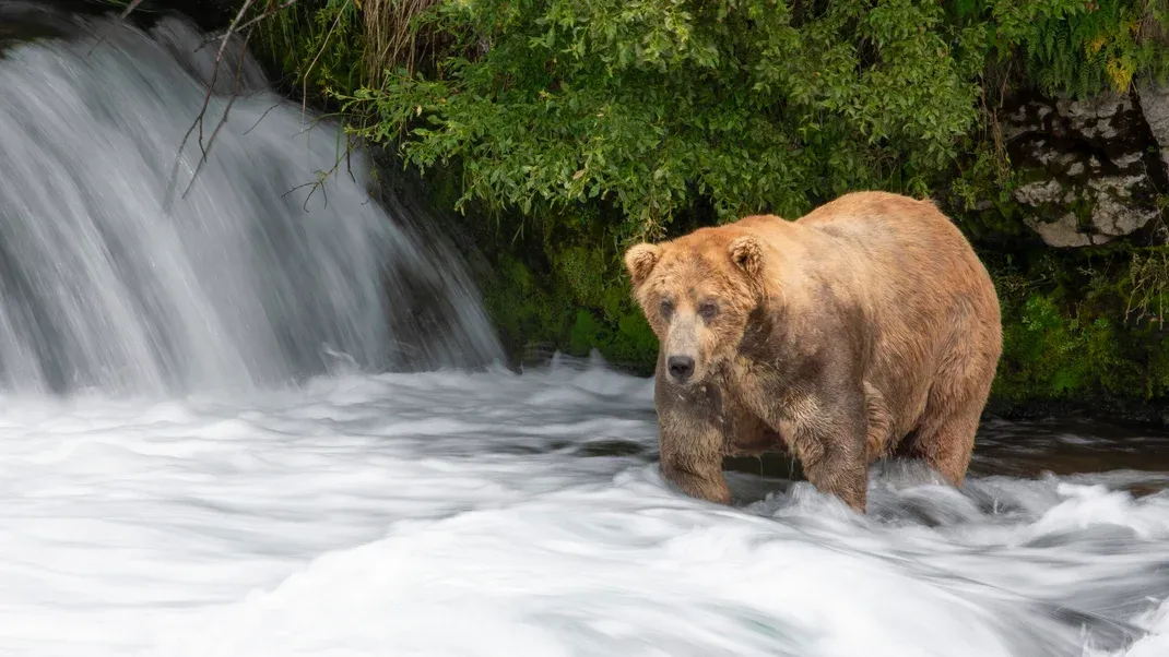 Fat Bear Week Is Back. Here’s Your Reading List.