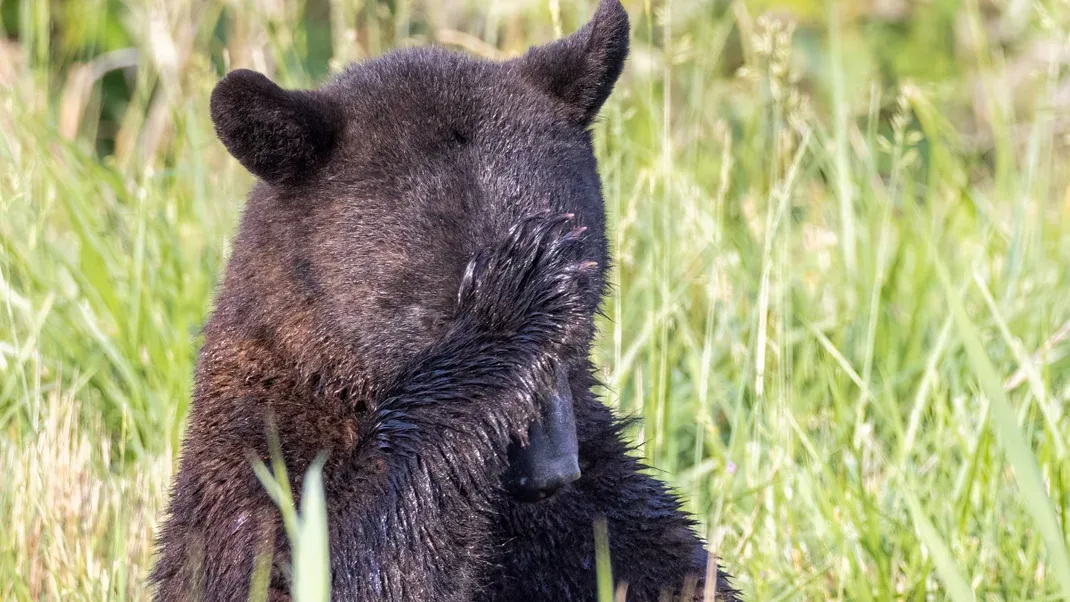 Yellowstone Tourists Chasing a Bear Is the Dumbest Thing We’ve Ever Seen