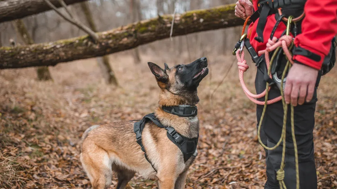 Unleashing the Secrets of Search and Rescue (SAR) Dog Training