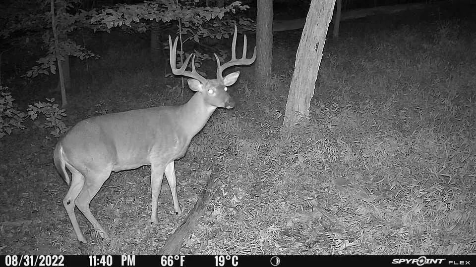 Good Deals on Trail Cameras We’ve Tested for Black Friday 2023