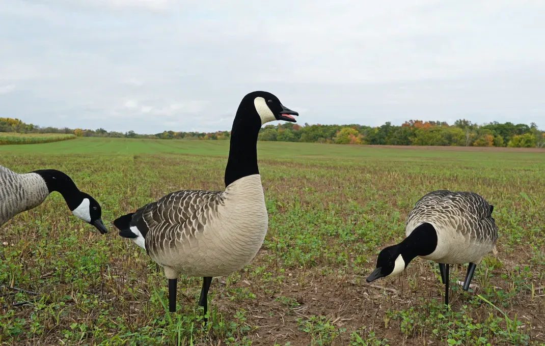 Best Goose Decoys of 2024