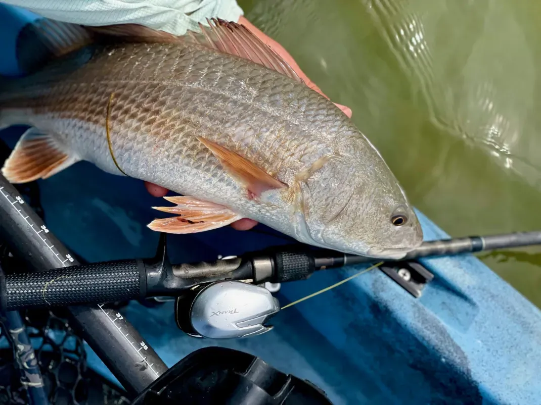 Shimano Tranx 150HG Review: A Versatile and Durable Baitcaster