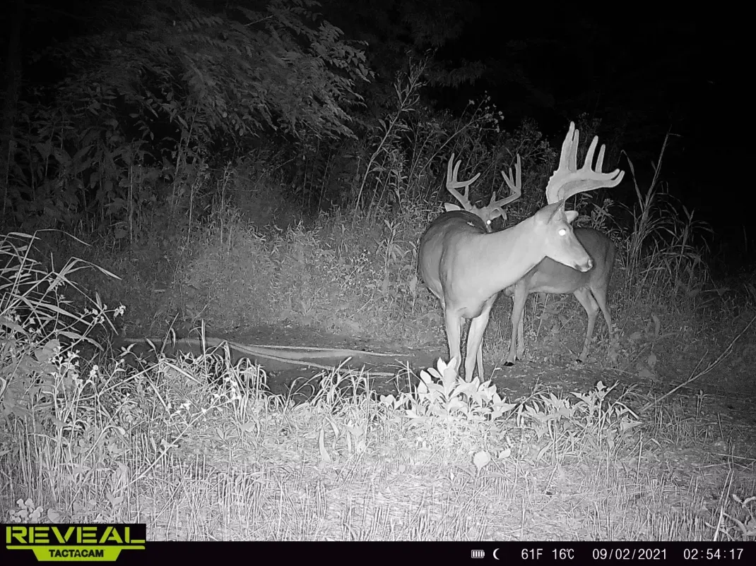 Cellular Trail Cameras on Sale: Tactacam, Moultrie, Spypoint, and Bushnell